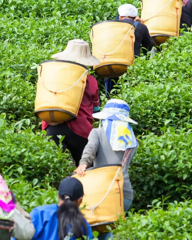 Tea harvesters carrying large yellow baskets through dense rows of green tea plants