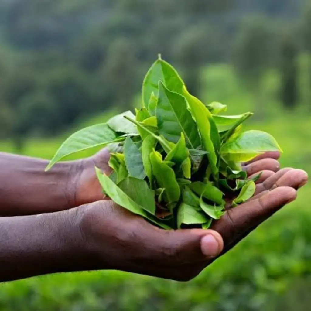 Two hands holding a pile of fresh green leaves
