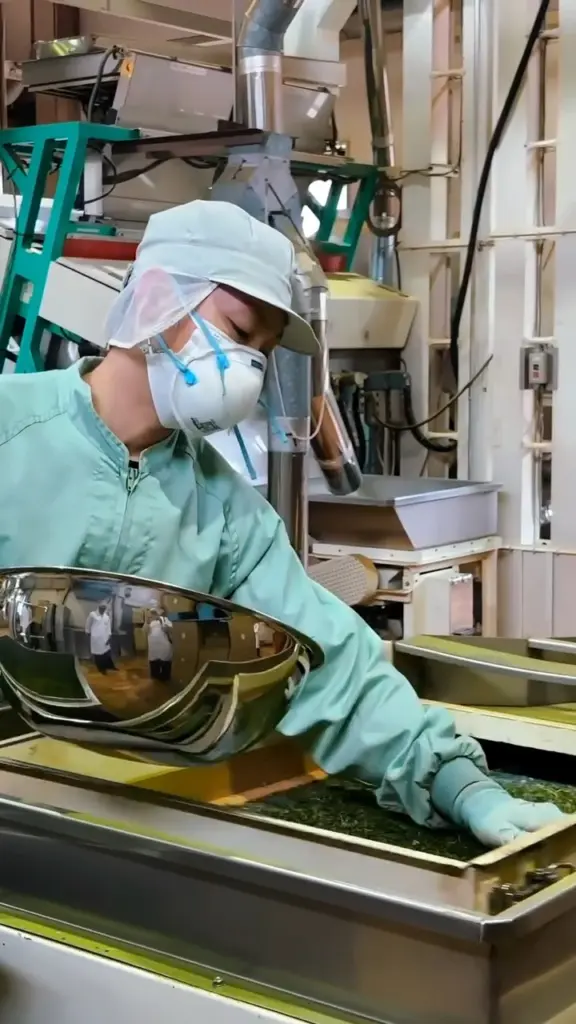 Masked worker in protective clothing handling green tea leaves on processing equipment