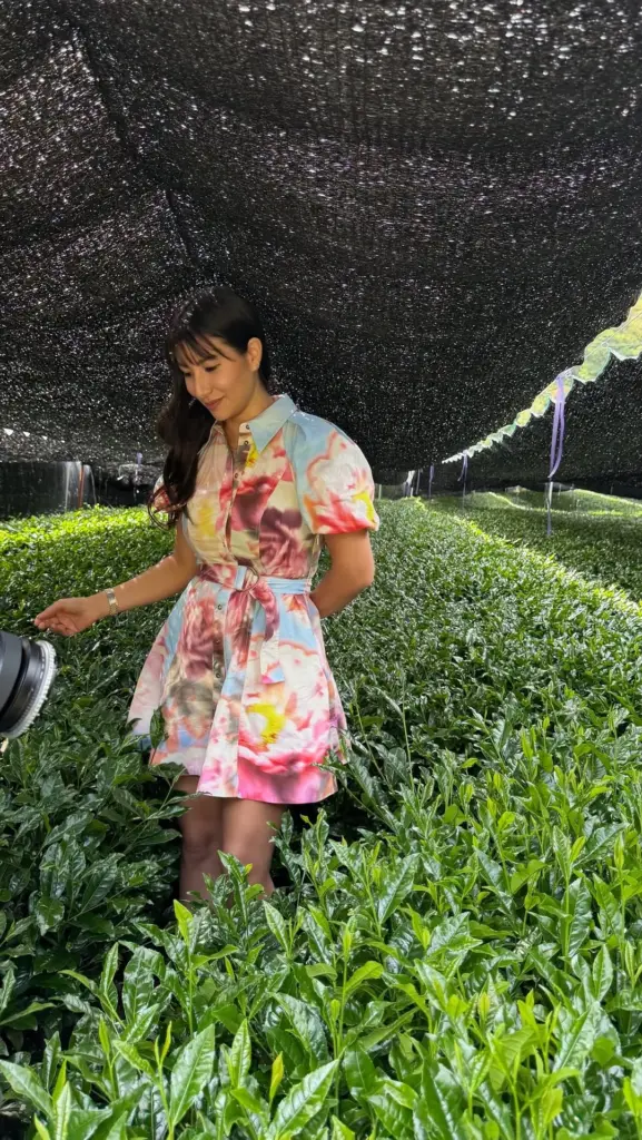 Person in a colorful dress standing among dense green tea plants beneath black shade cloth