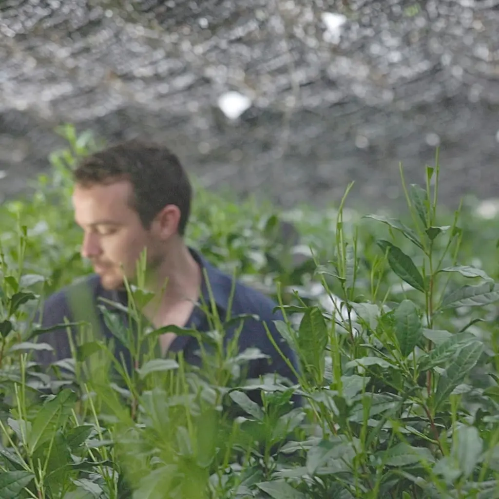 Person standing among tall green tea plants beneath overhead netting